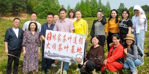 林家茶叶连锁采茶体验活动 走进重庆涪陵大顺茶叶基地