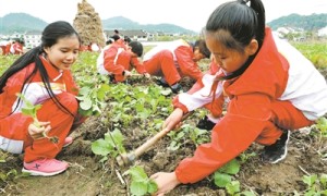 田间学习种油菜