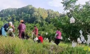 阆中市兄弟惠农果业种植专业合作社/丰收爱媛38号，果农忙