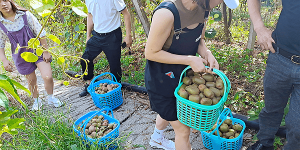 重庆涪陵：两个党支部携手志愿者助力江东猕猴桃销售